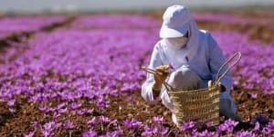 Continued cultivation of saffron in the fields of Zanjan