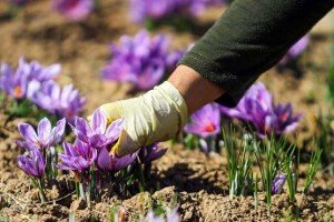 Khorasan saffron cultivation increased in other provinces