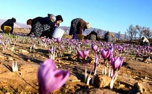 Saffron exports increased 19 percent over the past three months