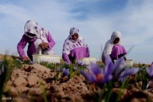 Saffron export growth of 21 percent in the first quarter of this year