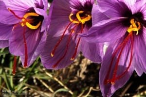 172 kg of saffron in this province this year