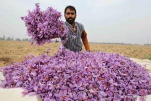 5 tons of saffron bulbs were smuggled