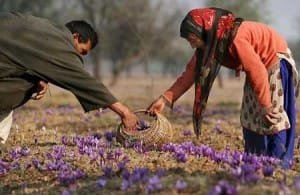 New rules for the export of saffron and the intensification of trade