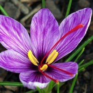 Chinese Saffron concern sales in this province!