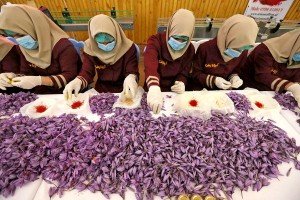 20% increase in the harvest and export of saffron