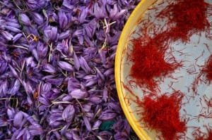 Saffron harvest 20 percent reduction in cold regions of Khorasan Razavi