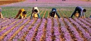 Investors Norwegian and German of South Khorasan province visit the saffron fields