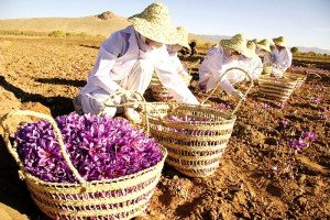 Training farmers to increase the quality and quantity of saffron