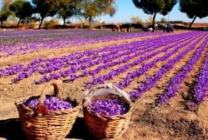 Saffron cultivation in the central province investment