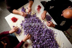 Khorasan saffron market resting