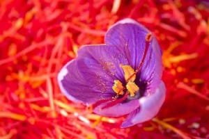 saffron , iranian saffron ,, eshop saffron , mancha saffronpackaging