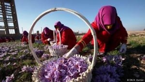 Khorasan saffron cultivation increased in other provinces