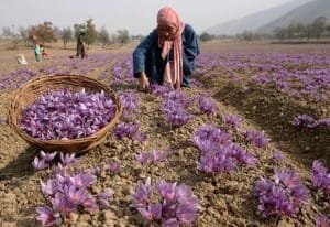 Cultivation of saffron in 2 hectares of Ahar