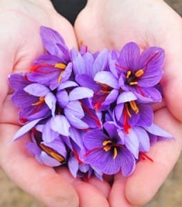 Expected to harvest 246 tons of saffron in Khorasan Razavi