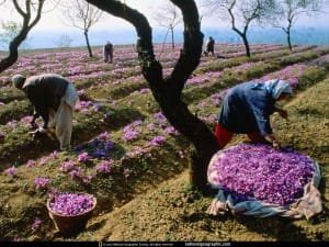 Saffron flower market launch in Rashtkhvar