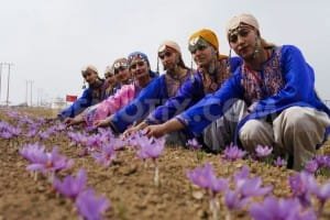 Iranian saffron Afghan new security