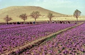 Expected to harvest 246 tons of saffron in Khorasan Razavi