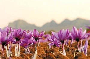 Extraction of natural color of saffron petals waste in the country