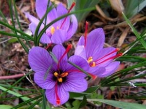 Alzheimer and depression Medication with saffron