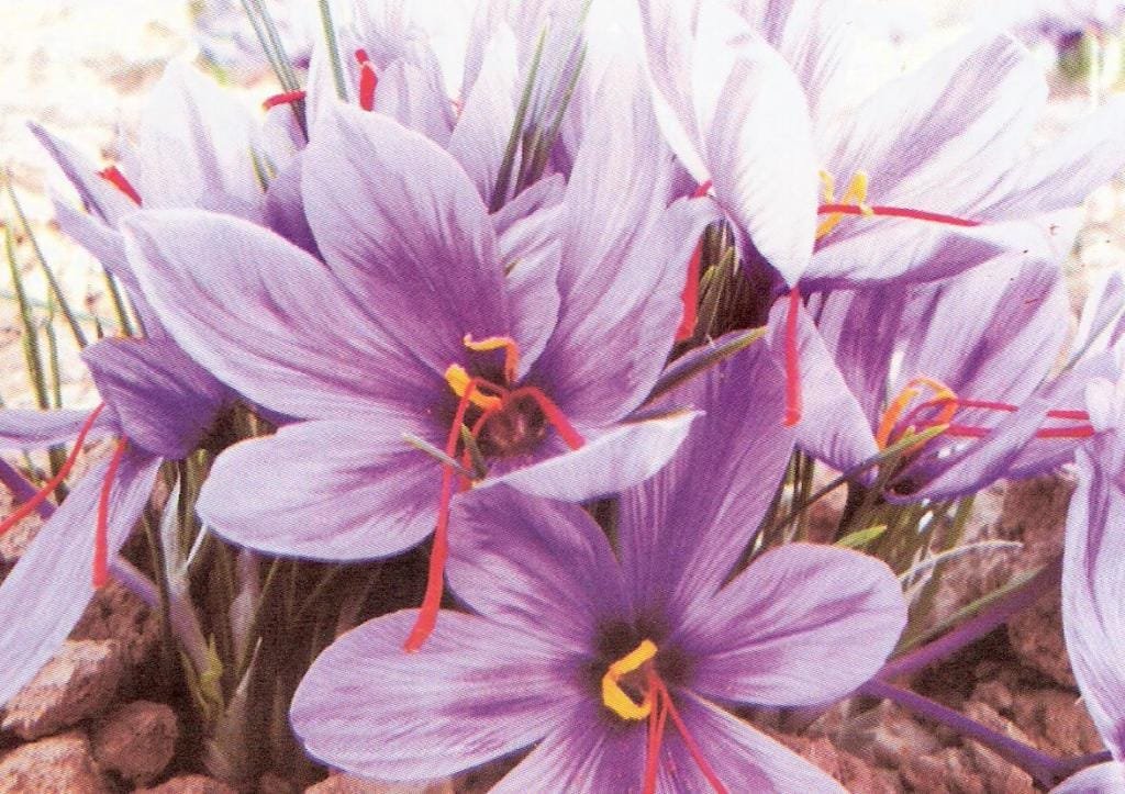 Harvesting saffron in the villages of Ravar,Harvesting Saffron in Raworak, Saffron Harvesting, Saffron Cultivation in Rawor Township, Saffron Harvesting, Iranian Red Tobacco Saffron, Red Tuna Sauce, Saffron Plant Products,Azafrán rojo persa