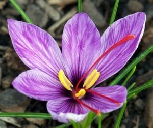 price of saffron usa,saffron shop in usa,Saffron,saffron in us,saffron price in us