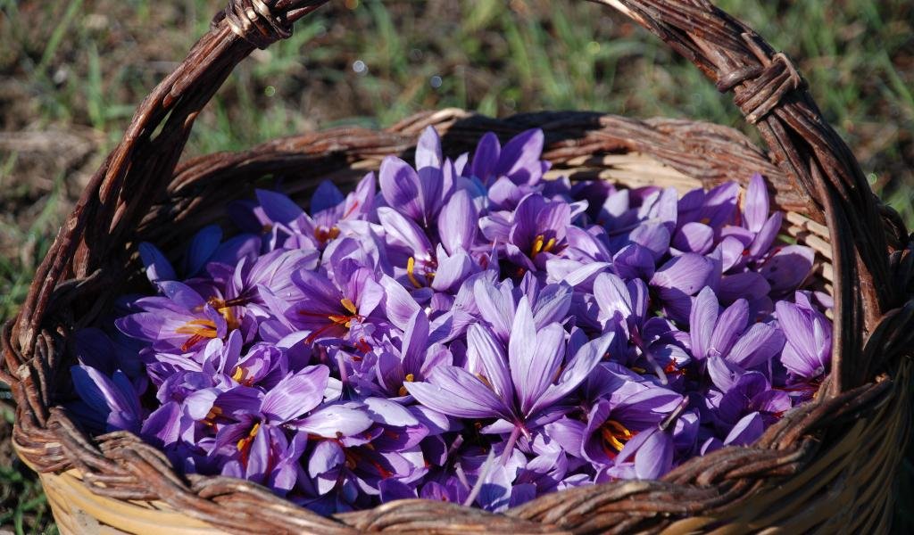 The beginning of harvesting of red gold in the city of Sarvabad in Iran,Harvesting Red Gold in Sarvabad, Red Gold Taking, Iranian Saffron Harvesting, Iranian Saffron Production, Consumer Market, Saffron Farms, Irrigation of Saffron Farms, Saffron Production in Sarband, Saffron Farms