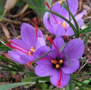 saffron companies in us,saffron iran in us,Persian saffron in us,red saffron in us,Iranian saffron in us