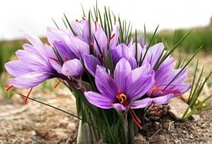 75 percent price of saffron is harvested costs