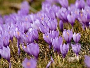 iranian Crocus,sale iranian Crocus, supplier iranian Crocus,iranian Crocus price,price of iranian Crocus,wholesale iranian Crocus,bulk iranian Crocus,supplier iranian saffron,saffron,iranian saffron price,saffron price,saffron eshop 