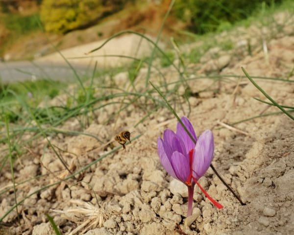 15% growth of lands under saffron cultivation in Marand , Growth of saffron cultivation in Marand, Saffron harvest, Saffron cultivation, Economic prosperity in saffron, Medicinal plants, Saffron, Saffron cultivation in Marand