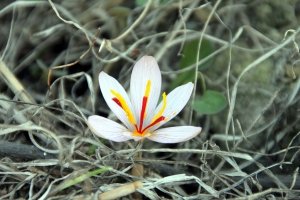 15% of Iranian saffron crop is turned into waste , Iranian saffron, saffron harvest, saffron cultivation, economic prosperity in saffron, medicinal plants, Saffron harvest, saffron export, Iranian saffron export