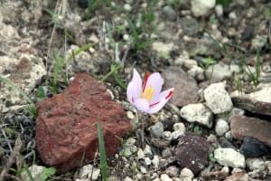 16% increase in saffron harvest in Bafgh city , Iranian saffron, saffron harvest, saffron cultivation, economic prosperity in saffron, medicinal plants, Saffron harvest in Bafgh city, saffron harvest from farms in Bafgh city