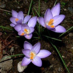 17% growth of saffron cultivation area in West Azerbaijan province , Iranian saffron, saffron harvest, saffron cultivation, economic prosperity in saffron, medicinal plants, Saffron harvest in West Azerbaijan province, saffron harvest from farms in West Azerbaijan province, saffron export, Iranian saffron export