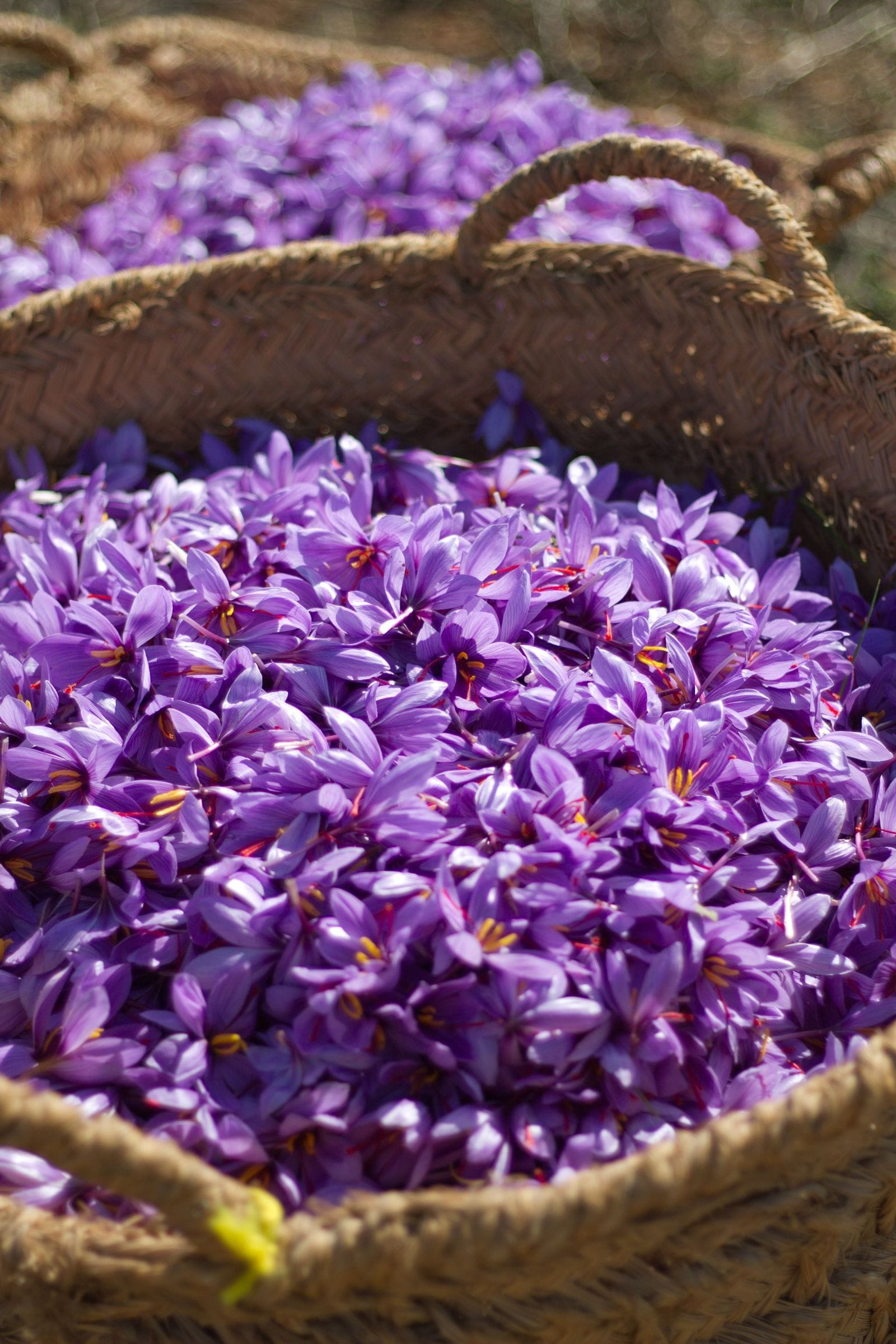 20-of-the-mountainous-lands-of-gilan-are-prone-to-saffron-cultivation