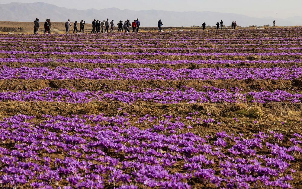 Iranian Saffron Saudi Arabia Iranian Saffron Supplier And Exporter