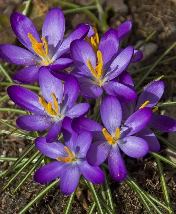 30% reduction in the yield of Khalilabad saffron farms , Reducing saffron harvest from Khalilabad lands, Saffron harvest, Saffron cultivation, Economic prosperity in saffron, Medicinal plants, Iranian saffron, Reducing the yield of Khalilabad saffron farms, Iranian saffron market, Khalilabad saffron