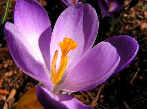 40 million Chinese profit from selling every kilo of Iranian saffron!