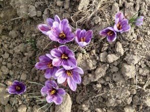 42 hectares of Kurdistan lands are dedicated to saffron cultivation , Iranian saffron, saffron harvest, saffron cultivation, economic prosperity in saffron, medicinal plants, Kurdistan saffron harvest, saffron harvest from farms in Kurdistan, saffron export, Iranian saffron export