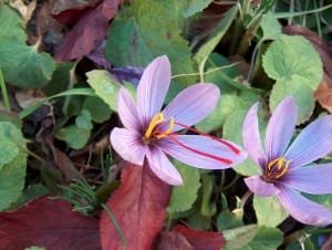 50% increase in saffron cultivation in Zarandieh city , Iranian saffron, saffron harvest, saffron cultivation, economic prosperity in saffron, medicinal plants, Saffron harvest, saffron export, Iranian saffron export