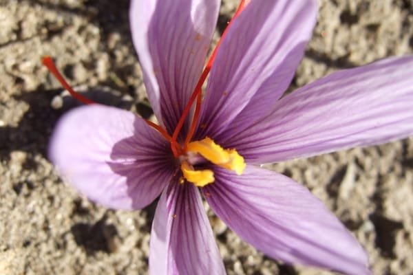 60% reduction of saffron harvest from Bajestan lands , Reduction of saffron harvest from Bajestan lands, Saffron harvest, Saffron cultivation, Economic prosperity in saffron, Medicinal plants, Iranian saffron, Saffron harvest from Bajestan lands, Iranian saffron market, Bajestan saffron