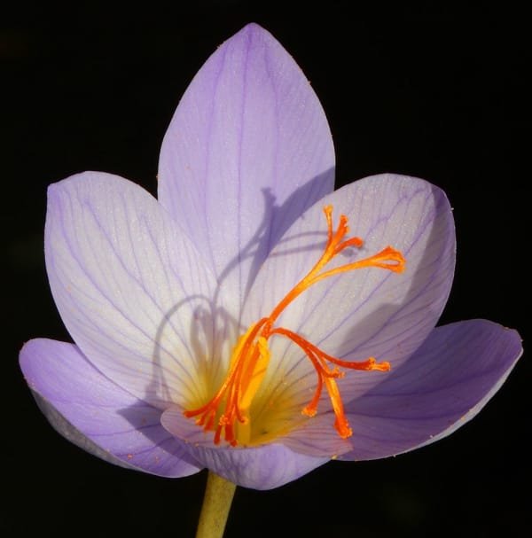 60 years old saffron cultivation in Toroghroud region , Saffron cultivation in Toroghroud region, Saffron harvest, Saffron cultivation, Economic prosperity in Saffron, Medicinal plants, Saffron in Toroghroud region, Iranian saffron, Toroghroud saffron