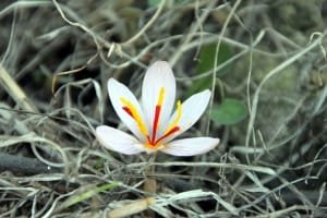 600 hectares of saffron farms in Bardaskan region in thirst for water! , Iranian saffron, saffron harvest, saffron cultivation, economic prosperity in saffron, medicinal plants, Saffron harvest, saffron export, Iranian saffron export