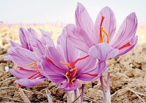 Saffron Market Mafia Iranian Saffron Supplier And Exporter