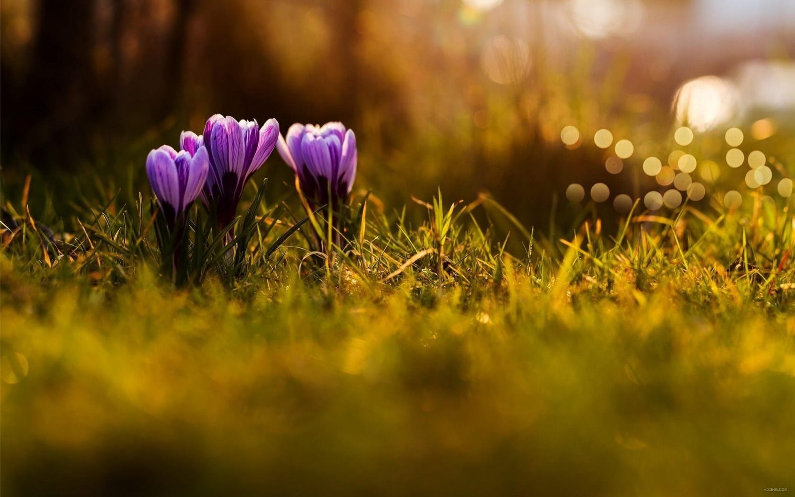 Saffron production loss / increase of one million dollars - Iranian ...