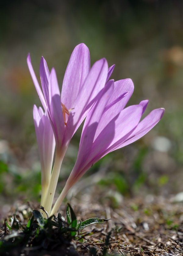 75% of the price of saffron is harvest costs ‌ , 75% of saffron price, harvest costs, economic prosperity in saffron, medicinal plants, saffron production, Iranian saffron, 75% of saffron price, saffron price