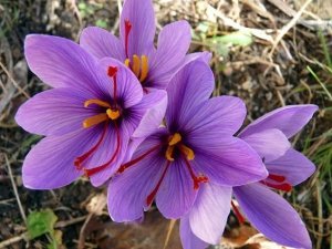 Afghan investors want to export saffron with Iranian brand and packaging, Saffron export with Iranian brand and packaging, saffron cultivation and export with Iranian brand and packaging, saffron harvest, saffron cultivation, economic prosperity in saffron, Afghan investors to export saffron with Iranian brand and packaging, saffron export