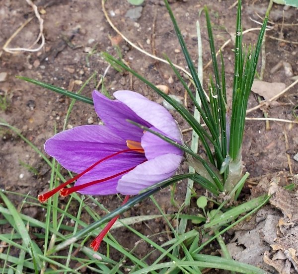 Allocation of 2 hectares of agricultural lands in Baneh for saffron cultivation , Allocation of Baneh agricultural lands to saffron cultivation, Saffron harvest, Saffron cultivation, Economic prosperity in saffron, Medicinal plants, Saffron