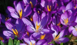 Beginning of red gold (saffron) harvest from Zarand farms , Iranian saffron, saffron harvest, saffron cultivation, economic prosperity in saffron, medicinal plants, Saffron harvest, saffron export, Iranian saffron export