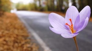 Beginning of saffron harvest from 110 hectares of farms in Kashan city , Iranian saffron, saffron harvest, saffron cultivation, economic prosperity in saffron, medicinal plants, Kashan saffron harvest, saffron harvest from Kashan farms