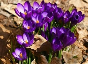 Beginning of saffron harvest from 4 hectares in Sirvan city , Iranian saffron, saffron harvest, saffron cultivation, economic prosperity in saffron, medicinal plants, Sirvan city saffron harvest, saffron harvest from farms in Sirvan city, saffron export, Iranian saffron export